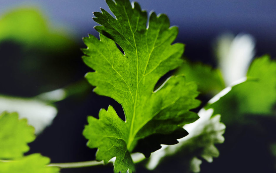 Cilantro y Ayurveda Especias y Ayurveda India Mágica