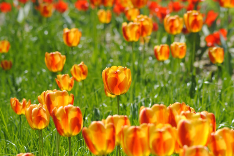 Alimentación Ayurvédica para la primavera