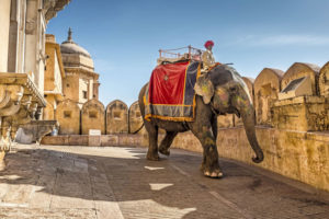 montar en elefante en la india