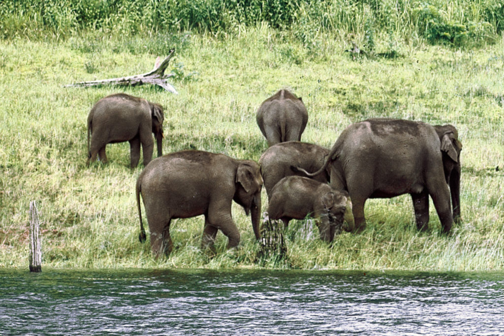 Parques Nacionales De La India Para Safaris | Indiamagica