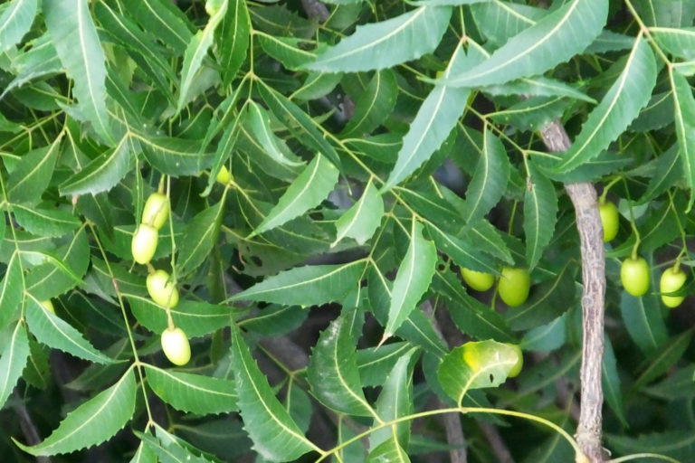 Utilidades terapéuticas del neem