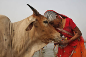 animales sagrados de la India