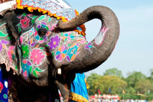 elefante de la India